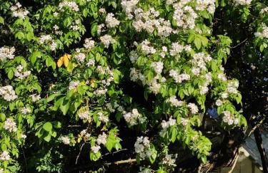 Anette's nettes Dachjuchhe - Foto 37