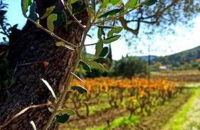 Logement La Belle Provence - Foto 40