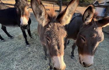 Paso Robles Wine Country Ranch House & Firepit - Foto 10