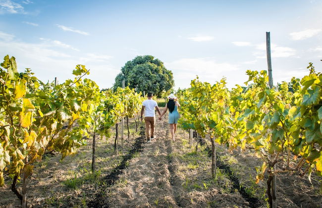 Glamping Toneles y ViƱedos - Photo 24