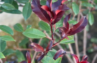 Locazione Turistica A Casa di Viola - Foto 41