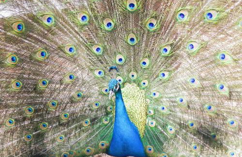 Casas de Campo do Castro da Cola - Foto 73