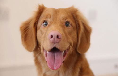 Holiday Home in Loubigne With Pool & Terrace - Foto 77