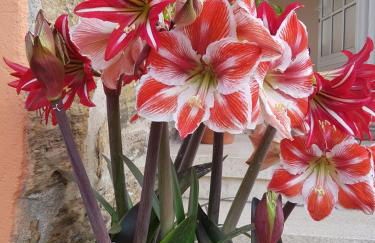 Alojamiento Virita - Foto 19