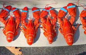 Lucky Stone Retreat - Private Beach & Acadia View - Foto 79