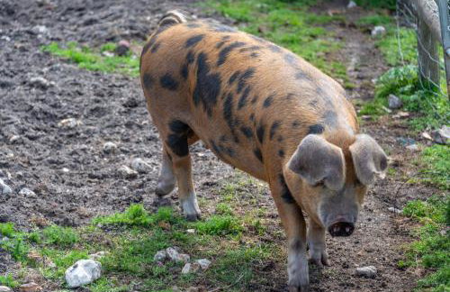 Nutley Farm - Foto 17