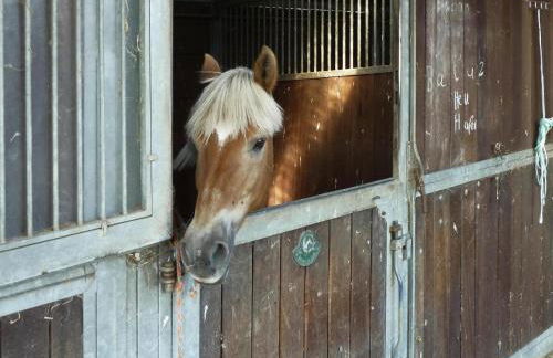 Ferienhaus in Hechthausen mit Terrasse - Foto 97