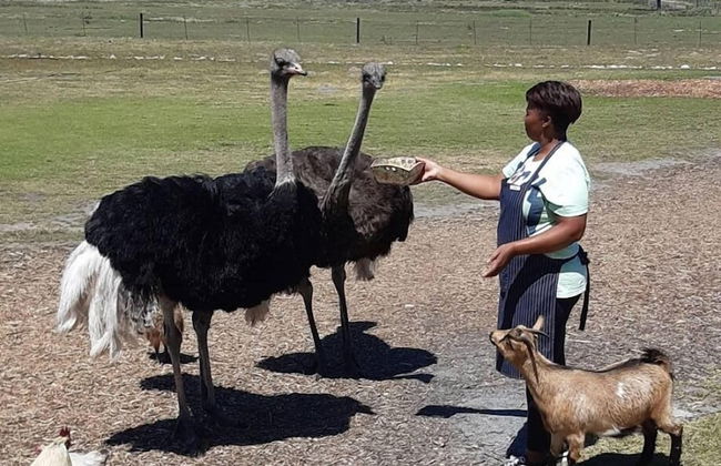 Groeneweide - Foto 40