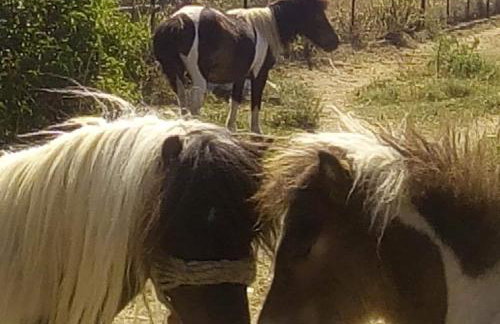 Ktima Nikola - Foto 68