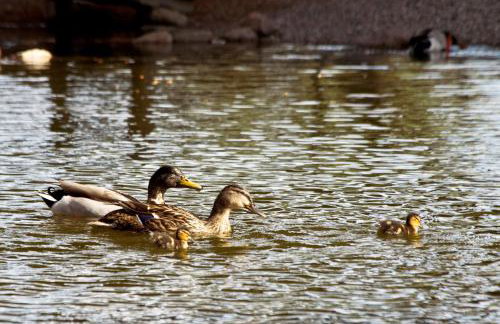 Casa Rural La Laguna - Foto 7