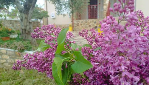 Grandmas Cottage - Photo 5, Garden