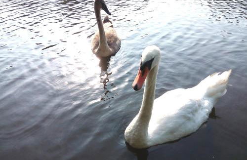 Holzhaus am See - Foto 31