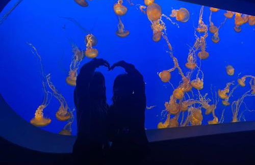 Large Monterey Bay House close to Aquarium, Golf - Foto 6