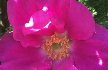 Fewo Schwalbennest-exklusiv-eigener Strandzugang-Wellenrauschen - Photo 71