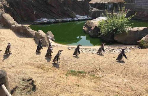 Stylish 2 Bed Near Alton Towers, Polar Bears, Peak District - Foto 42