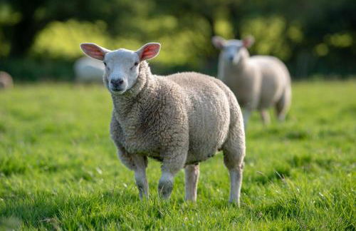 Alpaca Fold - Foto 11