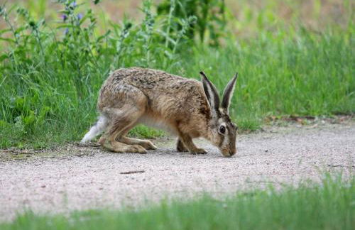 Reihenhaus am Gardersee - Foto 81
