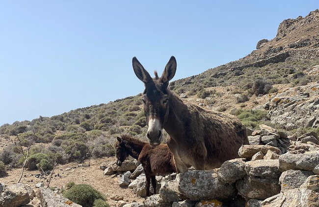 Half-Day Mykonos Highlights | Private Sightseeing Tour - Photo 6