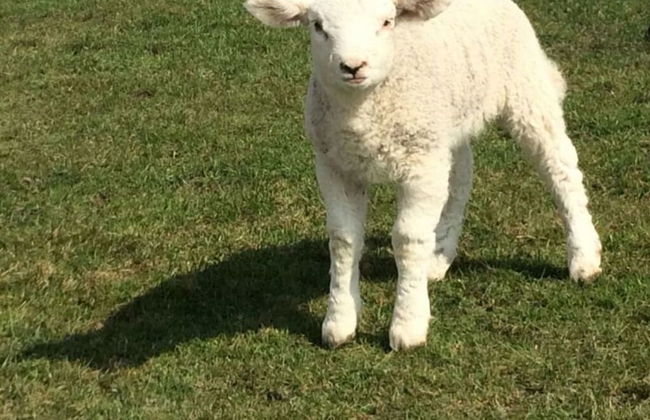 Buschsand Lee Comfortable Holiday Residence - Foto 11