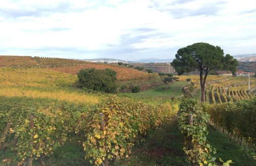 Quinta dos Espinheiros - Foto 114