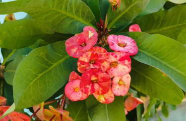 Quintal do Mar - Foto 25