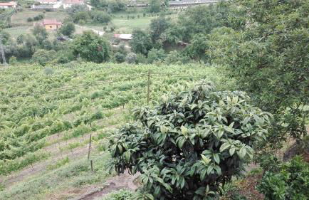 Quinta da Mata - Foto 22