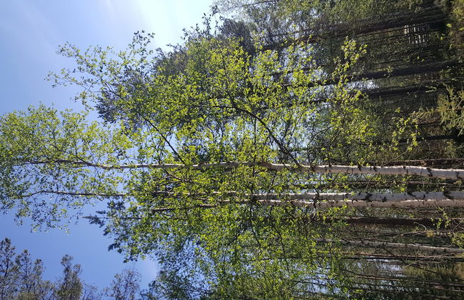 Enjoy your stay in Ranua - Foto 21