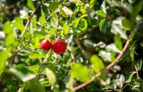 Casa de Família (Campo) - Foto 35