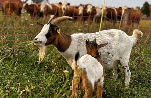 Ferienwohnung Peters - Photo 60