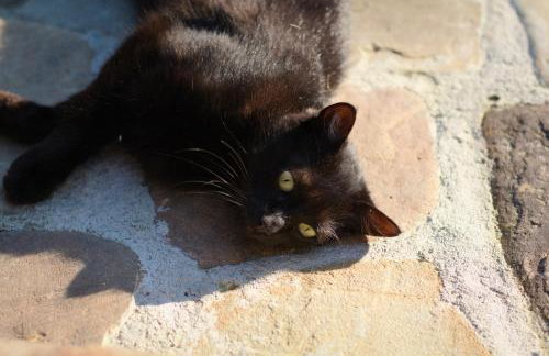 Agroturystyka Stajnia Rumak - Foto 7