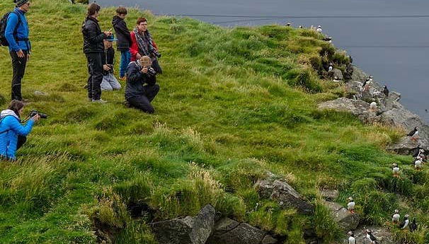 Contemplando a los frailecillos