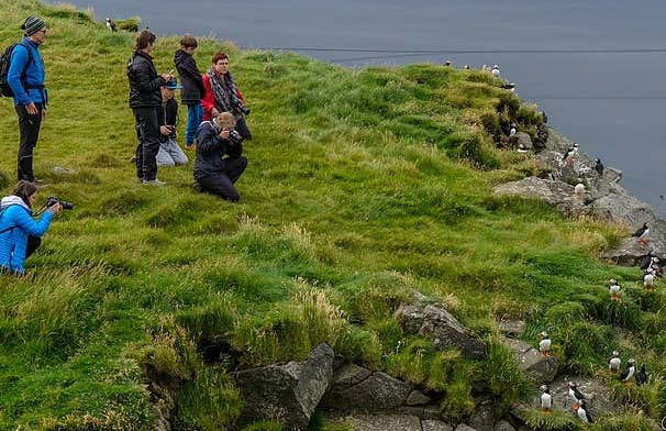 Avistamiento de frailecillos en Ingólfshöfði - Foto 5