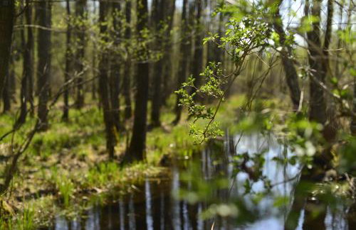 Mazury - Giżycko - Harsz - Domki - ApartMazury Osada - Foto 60