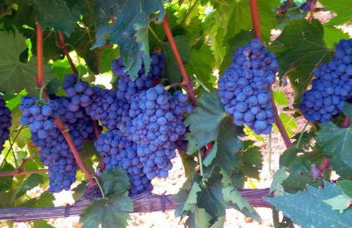 Apartment Agrotourismus - Wohnung mit Pool by Interhome - Foto 24