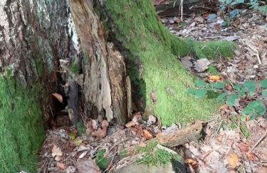 Fewo Waldtherme Relaxen, wandern, Radfahren - Foto 29