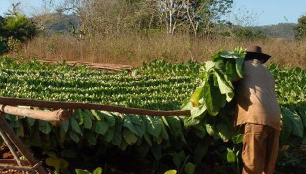 See how they harvest the Tobacco leaves