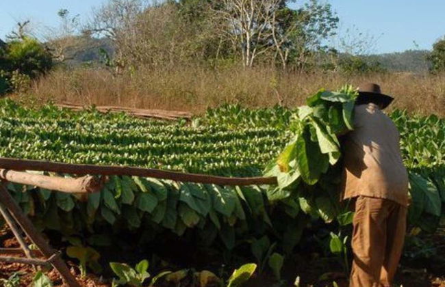 Tobacco Tour - Photo 2