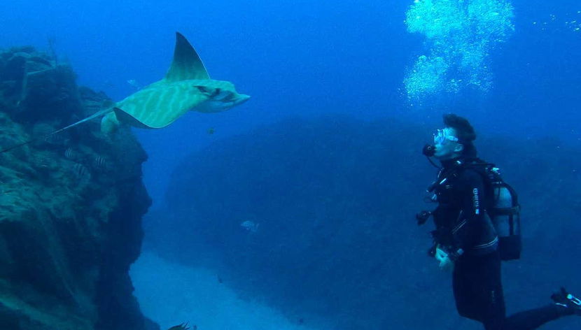 Spotting manta rays in Los Cristianos
