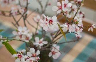 Anassa Mountain House - Foto 34