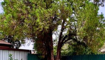 2 bedroom, large fenced yard, 3 mins from farmers market - Foto 4