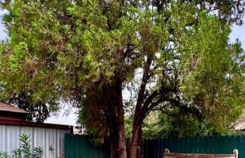 2 bedroom, large fenced yard, 3 mins from farmers market - Foto 4