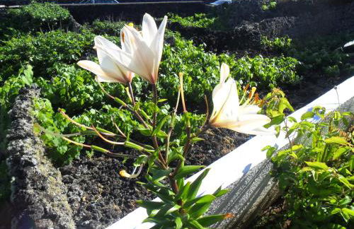 Adega Ilhéu - Photo 26