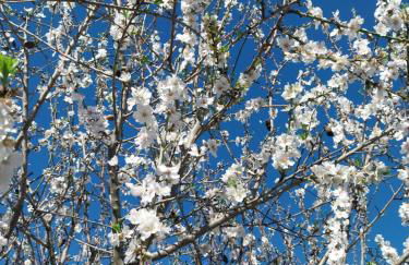 "Casa Oliveiras" studio avec terrasse et piscine - Foto 44