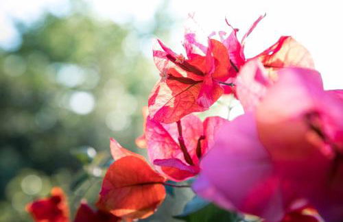 Atlantic Heritage Luxury Villa - Photo 68