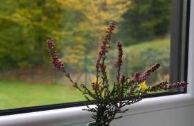 Domek w borówkach - Foto 5