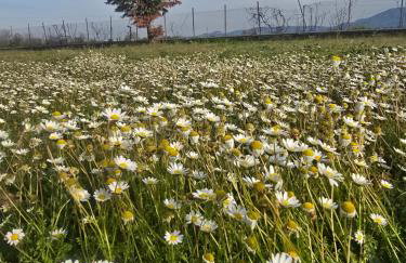 Αρχοντικό Παπανικολάου - Foto 40