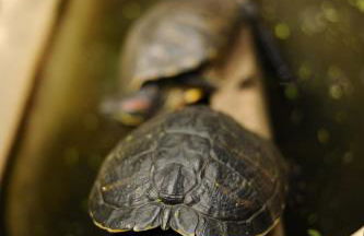 Casa Papaya 1, La Palma - Foto 19