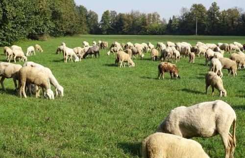 Corte Isolo - Photo 13