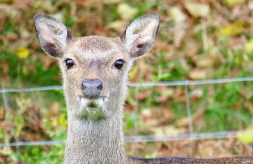 Triumphal Arch Lodge - Foto 11