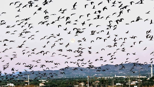 Aves del Delta del Ebro